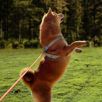 Dog Training Long Leash Waterproof Long Line Heavy Duty Outdoor - 20FT / Orange - image 3