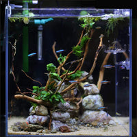 Aquarium Shrimp/Small Fish Feeding Dish Feeder Dish - Sakura Shaped - image 3