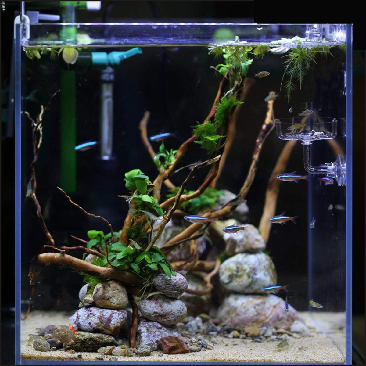 Aquarium Shrimp/Small Fish Feeding Dish Feeder Dish - Sakura Shaped - image 3