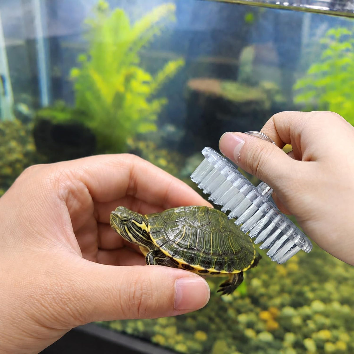 Turtle brush with screw-fastened suction cup for cleaning turtle shells - view 2
