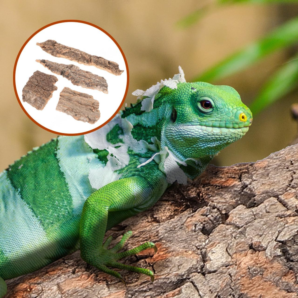 IMIKEYA 4Pcs Reptile Tree Bark Reptile Hides: Natural Wood Cork Bark - image 2