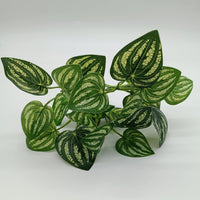 Reptile Plants for Bearded Dragon Tank Accessories - Group Bpn - image 2