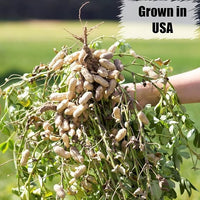Old Potters Wildlife in-Shell Peanuts for Birds, Squirrels, and Wildlife. USA Grown Non-GMO Raw in-Shell Peanuts (in-Shell, 4 lbs)