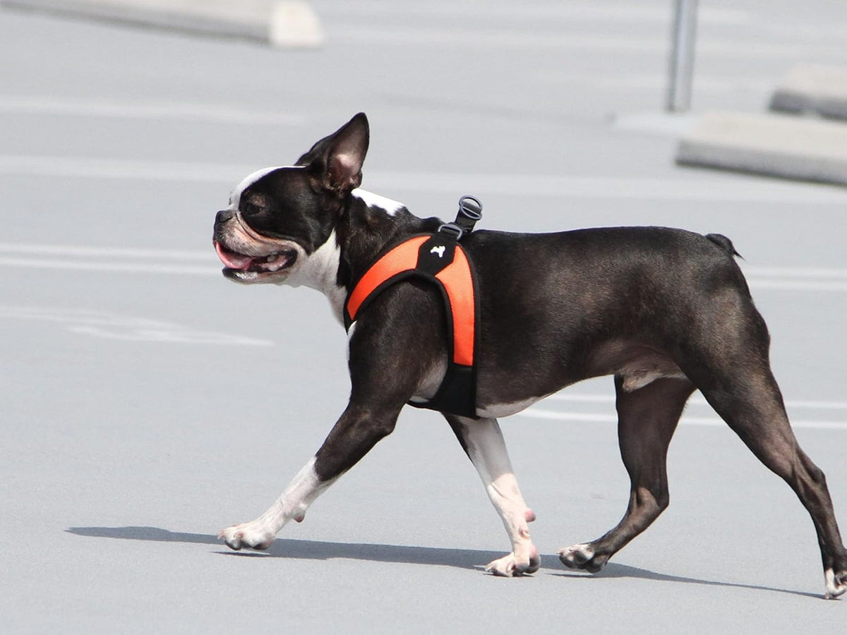 Gooby Escape Free Easy Fit Dog Harness, Step-in - X-Small chest (15~17.25") / Orange - image 2