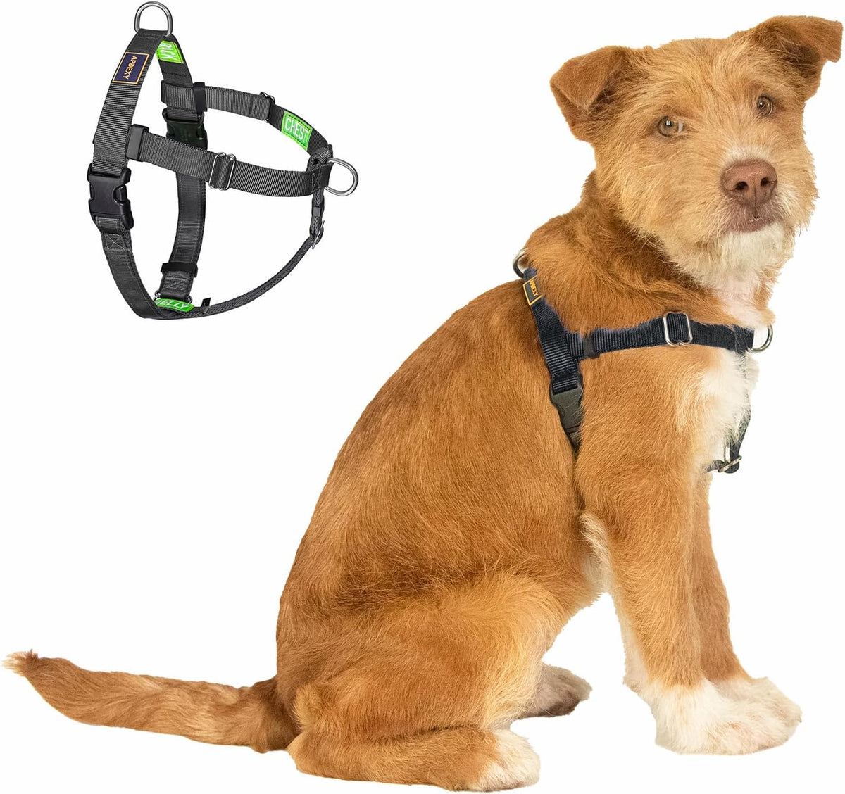 Freedom no pull dog harness for medium dogs with front D-ring and mesh-lined nylon webbing