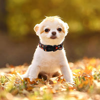 ARING PET Halloween Dog Collar-Cute Fall Dog Collar for Small Dogs - Large / Halloween Black - image 4