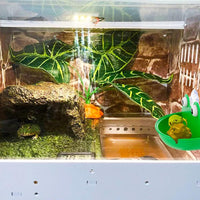 2 Pack Frog Suction Terrarium Hide for Tree Frogs Toads Tadpoles – Essentials for Fish - image 4