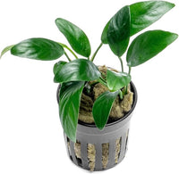 Anubias Live Aquarium Plants - Potted Freshwater Plant for Fish Tanks, Terrariums - Beginner Friendly Low Light (Congensis Mini, 5 Pots)
