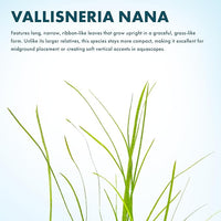 Live Plant - Tall Grass, Vallisneria Nana - Easy Care, Low to Moderage Light, Bright Green Accent, Freshwater Aquatic Plant for Aquascaping - Lead Bunch