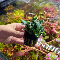 Anubias Live Aquarium Plants - Potted Freshwater Plant for Fish Tanks, Terrariums - Beginner Friendly Low Light (Barteri Petite Round, 1 Pot)