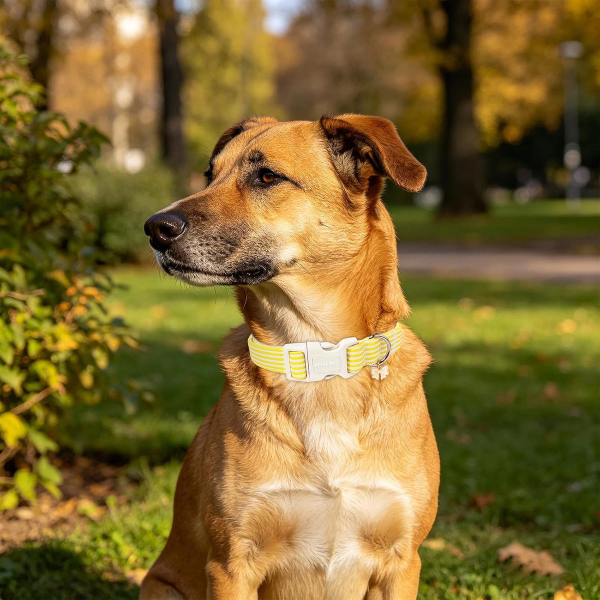 ARING PET Fall Dog Collars - X-Small / Stripe Yellow - image 3