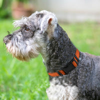 Joytale Reflective Dog Collar, Adjustable Neoprene Padded - Small (Pack of 1) / Orange - image 2