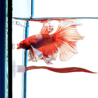 WILLBOND 2 Pcs Blue Pink Silicone Betta Fish Bed Leaf Hammock Betta - Red - image 4