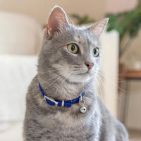 CollarDirect Leather Cat Collar with Bell - Kitten Collar, Small and Big Cat Collar for Boy Cats, Girl Cats with Safety Elastic Strap (Neck Fit 6"-7", Navy Blue)