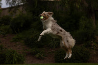 Chuckit! Max Glowin the Dark Bouncy Ball for Dogs, Large 3in - Medium / Pack of 1 - image 3