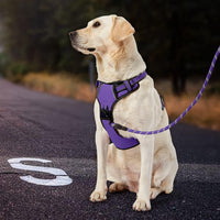 IVY&LANE No Pull Dog Harness for Medium Dogs - Purple / Medium - image 4