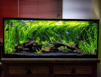 Azil Natural Aquarium Driftwood Root - Driftwood 10'' - 12'' - image 3