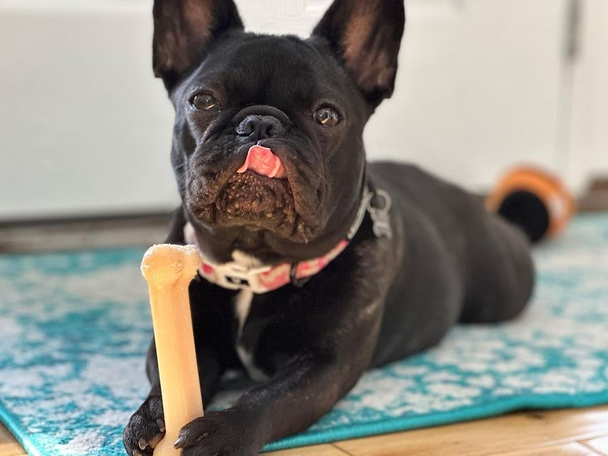 Nylabone Power Chew Original Bone Dog Chew Toys - Original / Small - image 2