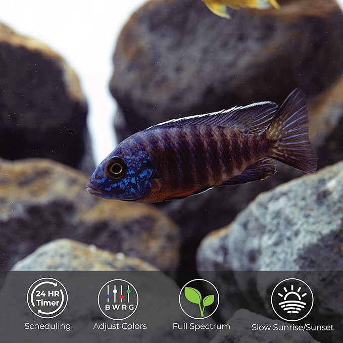 Current USA 24-36" Inch Satellite Freshwater LED Plus Full Spectrum RGB+W Light for Aquariums | Wireless 24 Hour Remote Control Fish Tank Lighting (4506)