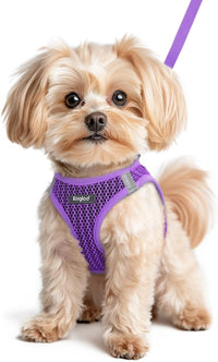 Eagloo Small Dog Harness and Leash Set - XS(Chest:13.3"-15.5") / Purple