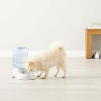 Amazon Basics Gravity Pet Water Dispenser for Cat, Dog, 1 gallon Capacity, Small, Gray