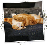 Meowijuana Sleepy Time Bundle | Get Hung Refillable Moon and Stars Toy and Mice Dreams Catnip Blend | Promotes Play and Cat Health | Includes North American Organic Catnip