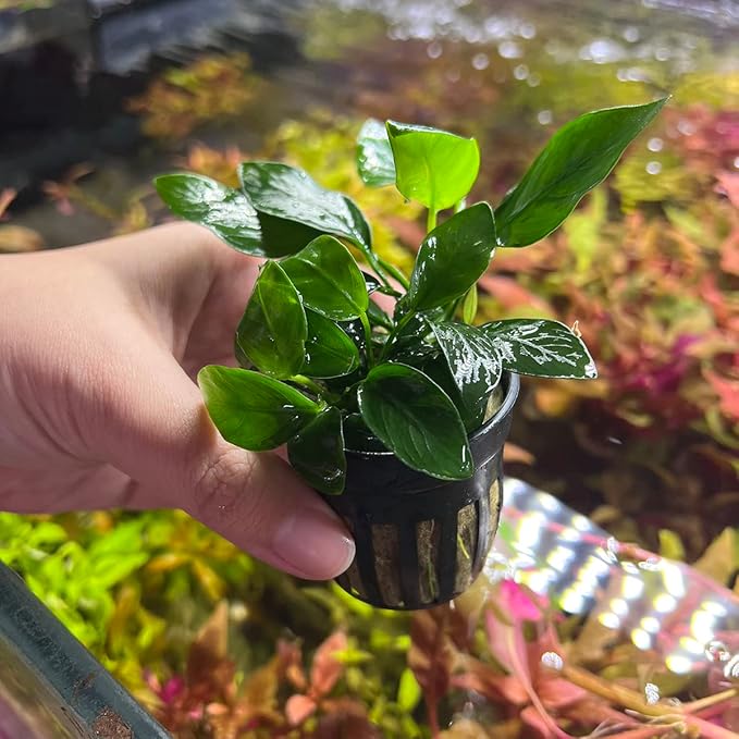 Anubias Live Aquarium Plants - Potted Freshwater Plant for Fish Tanks, Terrariums - Beginner Friendly Low Light (Spear Leaf, 1 Pot)