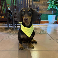 Premium Solid Olive Dog Bandana - Yellow / Small - image 2