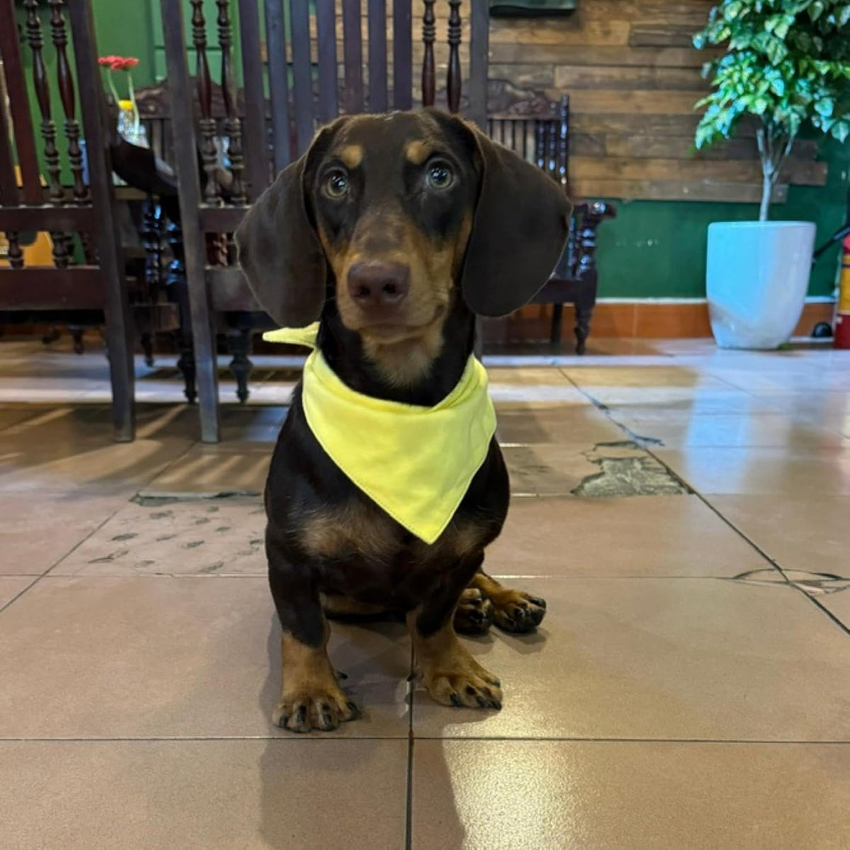 Premium Solid Olive Dog Bandana - Yellow / Small - image 2