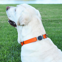 Dogline Biothane Waterproof Dog Collar with Herm Sprenger Black Stainless Steel Quick Release Buckle – Heavy Duty Tactical Durable Collar for Dogs – Comfortable and Safe Pet Collar, W 3/4" L 12-19"