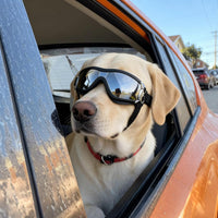 Dog Goggles for Large Breeds - Black L - image 4