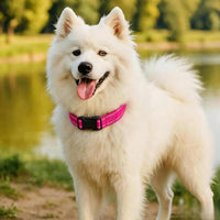 Dog Collar for Small Medium Dogs with Buckle - Deep Pink / Small - image 3