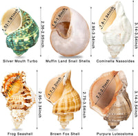 6PCS Hermit Crab Shells Medium to Large 2.3"-3.5" Shells - image 3