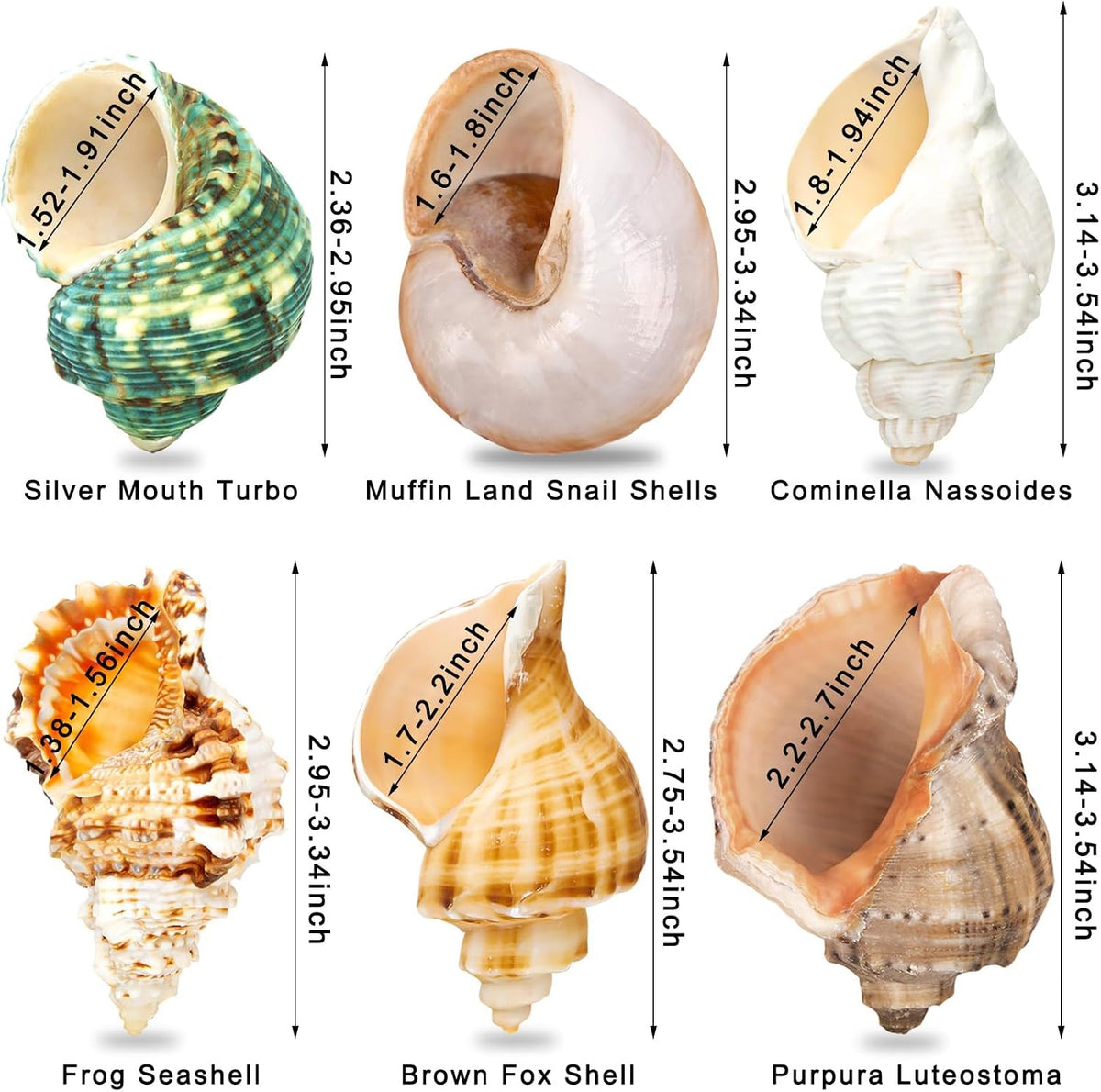 6PCS Hermit Crab Shells Medium to Large 2.3"-3.5" Shells - image 3