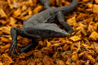 ReptiChip Reptile Substrate Coconut Chip Bedding 72 Quart Compressed - 3 Pack Breeder Bundle - image 3