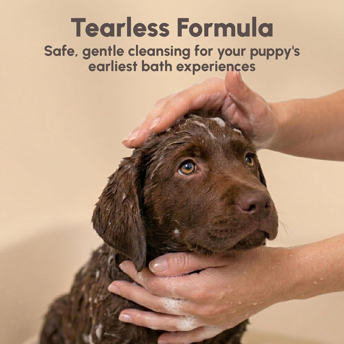 Best Shot Pet Scentament Spa Seasonal Facial & Body Wash - Tropical Breeze / 16 Fl Oz - image 2