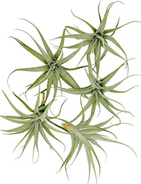 Live Air Plants - Tillandsia Albida 3-5" - 5ct – ragnaroc Live Indoor Plant - Live Arrival Guaranteed - House Plants for Home Decor & Gift