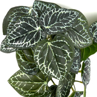 Fake Calathea Orbifolia, Reptile Terrarium Suction Plants – Essentials for Fish - Fake Anthurium Crystallinum - image 2