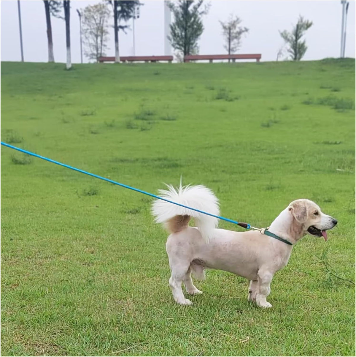 MayPaw Small Rope Dog Leash 6FT 8FT 10FT - 10ft*1/4" / blue - image 3