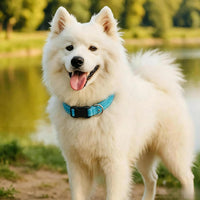 Dog Collar for Small Medium Dogs with Buckle - Sky Blue / Medium - image 3