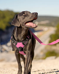 Joytale No Pull Dog Harness Medium Sized Dog, Front Clip - Large / Pink - image 3