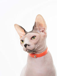 Rubber Cat Collar - Soft, Comfortable, and Lightweight Breakaway Collar with Name Tag Ring for Outdoor Cats and Sensitive Skin Kittens by Nuvuq (6 ⅞" to 10 ¼", Orange)