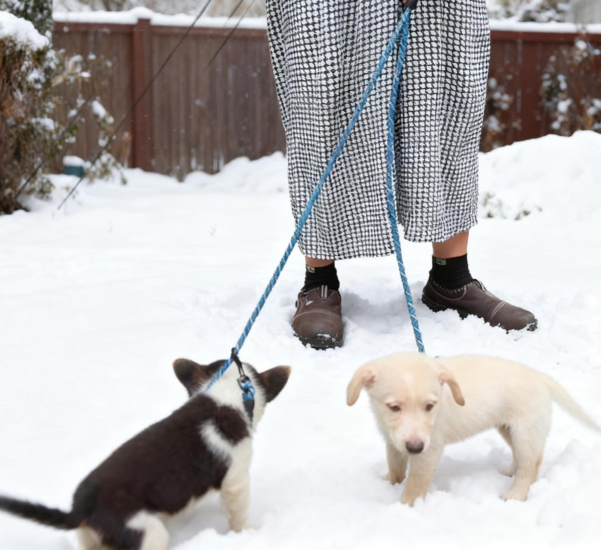 Double Dog Leash Coupler Heavy Duty Extension Rope for Two Large Dog – Essentials for Dogs - Small (1/3"D x 33"L) / Blue - image 4