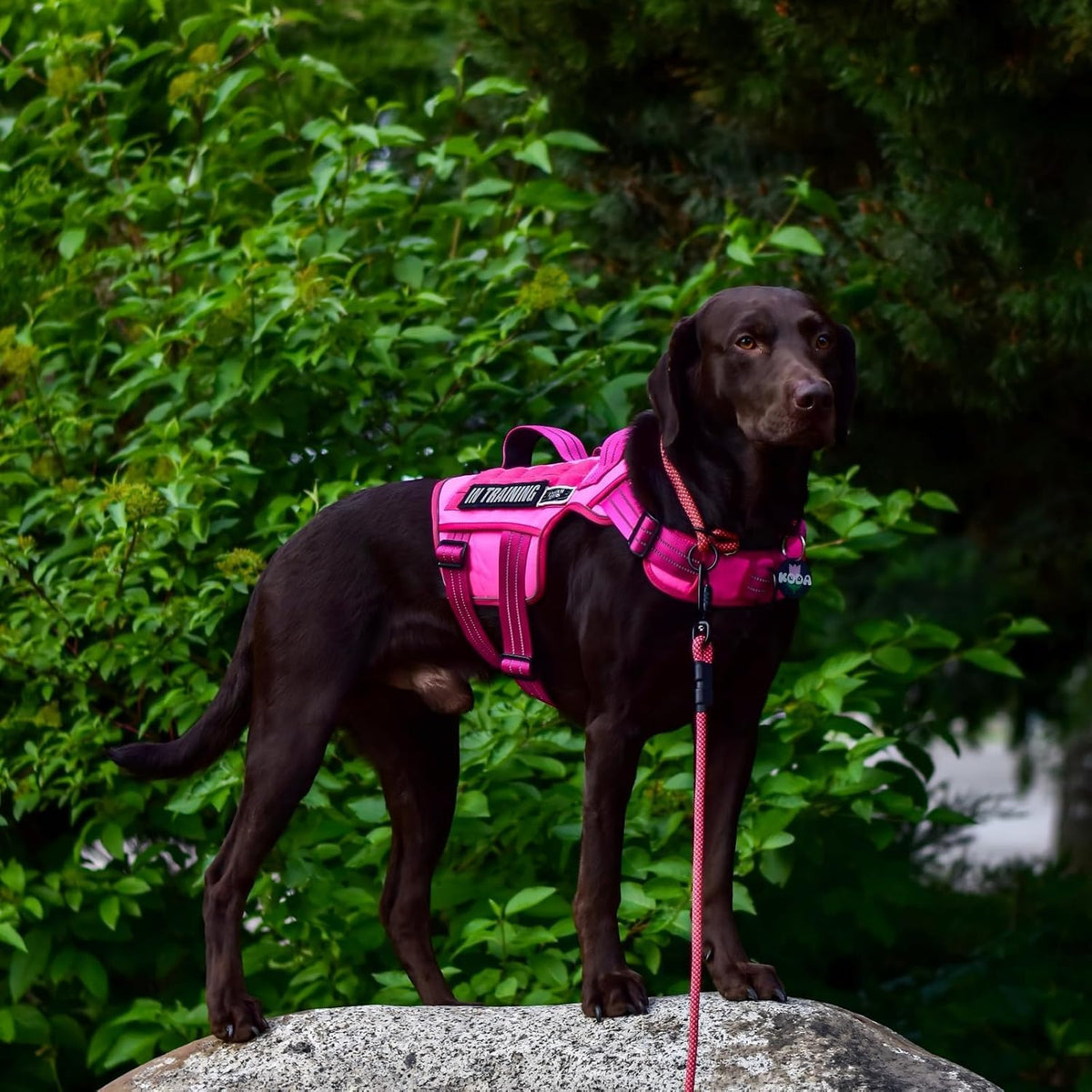 Dog Harness for Large Dogs - Pink / XL(Neck:21-32",Chest:26-39"),75-135 lbs - image 2