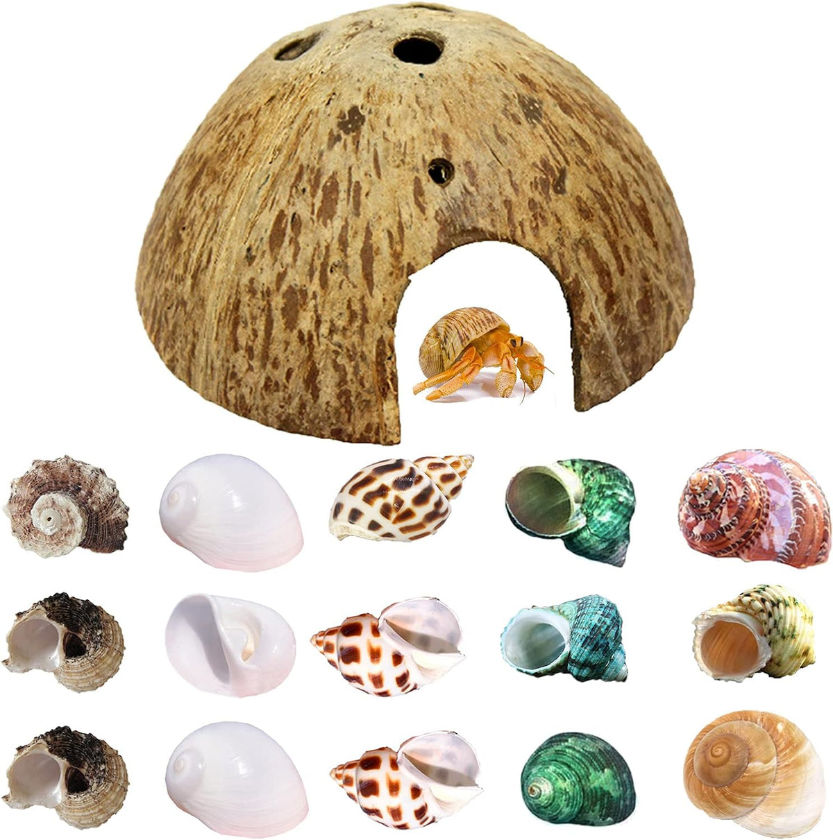 SINKOO 16PCS Hermit Crab Shells Growth, Hermit Crab Coconut Hut – Essentials for Reptiles And Amphibians