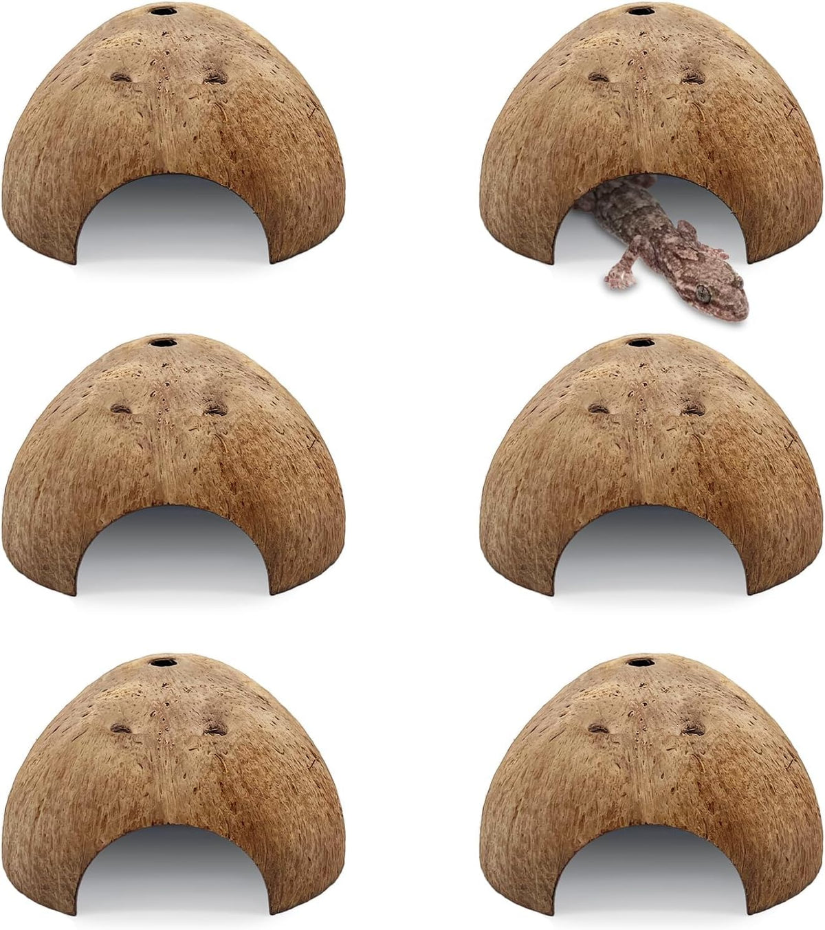 PINVNBY 2 PCS Natural Coconut Reptile Hideouts Lizard Coco Hut Hermit - Smooth Surface / 6 PCS