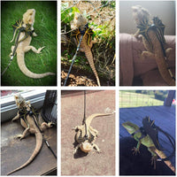 Bearded Dragon Leash Harness Set, 3 Size Harness, Dinosaur Wing – Essentials for Reptiles And Amphibians - image 2