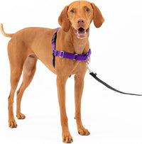 PetSafe Easy Walk Harness, No Pull Dog Harness, Royal Blue - Deep Purple/Black / Medium / 1 - image 2