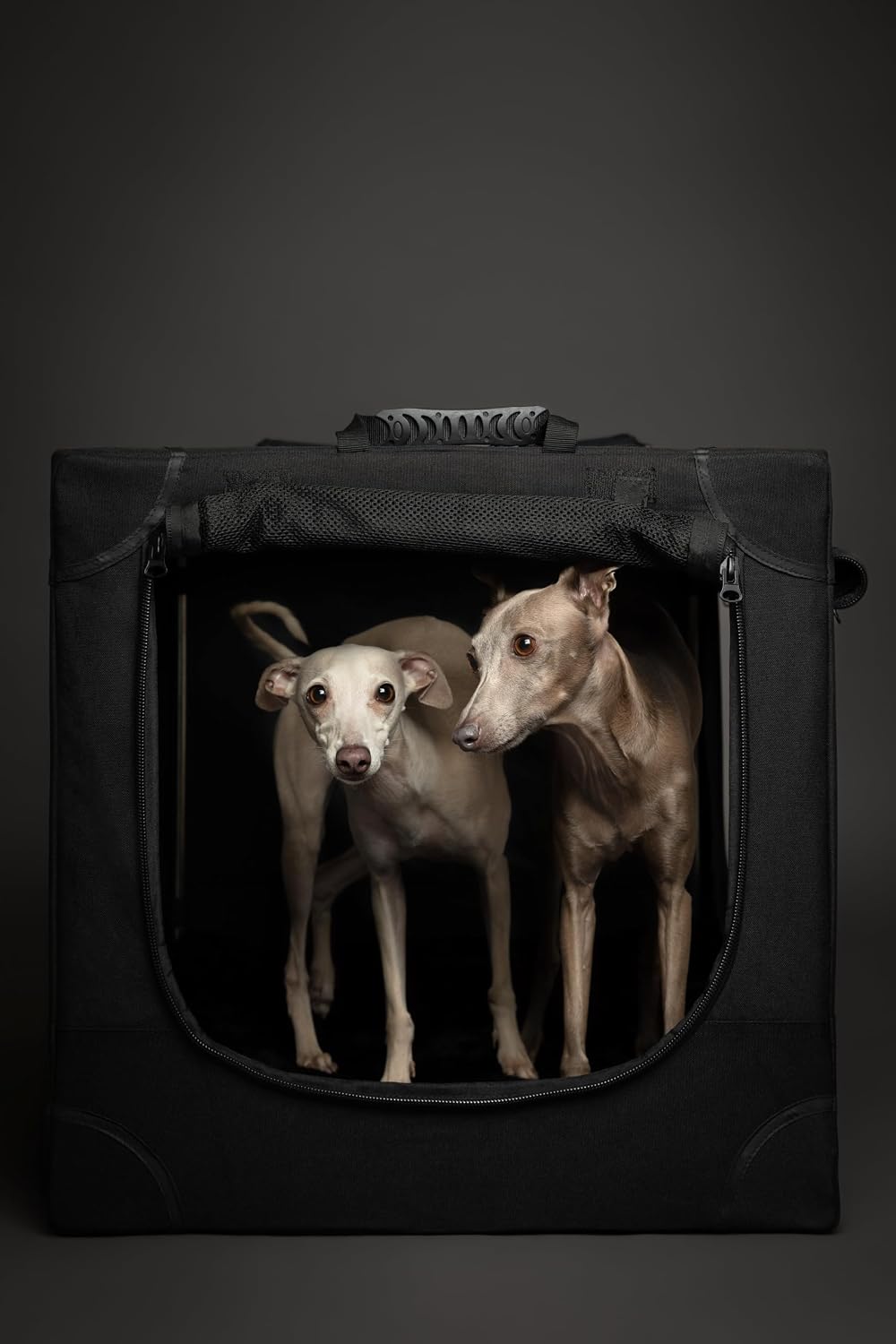 Noah & Paw XXL Collapsible Dog Crate, 42" - Black / 30.0"L x 21.2"W x 21.2"H - image 4
