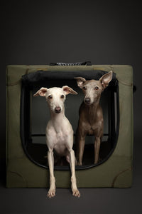 Noah & Paw XXL Collapsible Dog Crate, 42" - Green / 30.0"L x 21.2"W x 21.2"H - image 3
